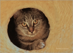 <p>Tierie</p>